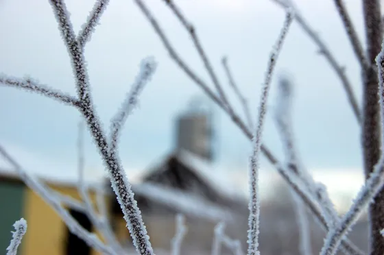 Frost
