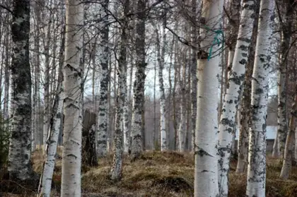 Birch trees on the riverbank