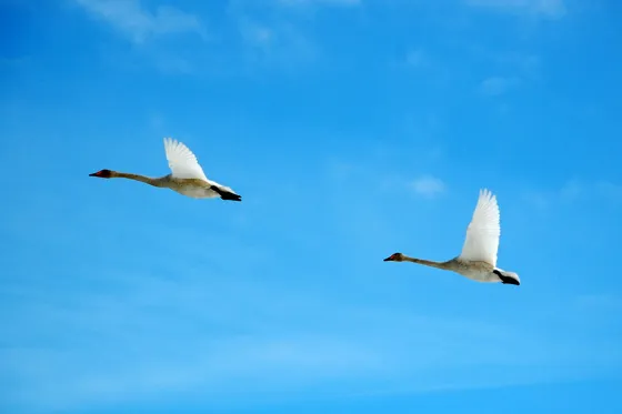 I Want to Fly Away
