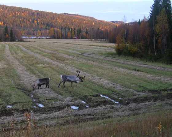 Reindeer