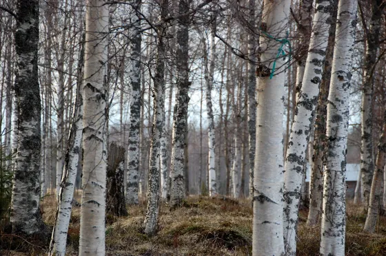 Birch