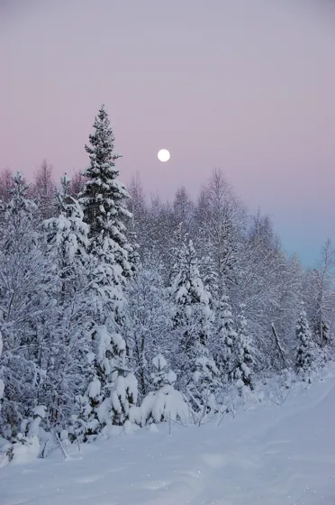 Trees and the Moon