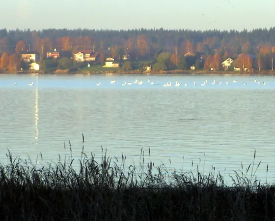 Swans