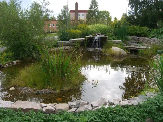 Pond