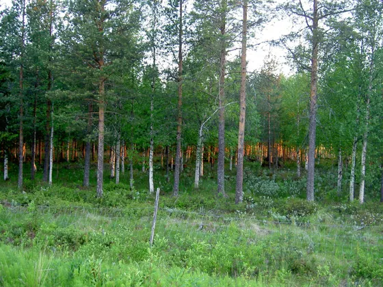 Sweden-2004 200