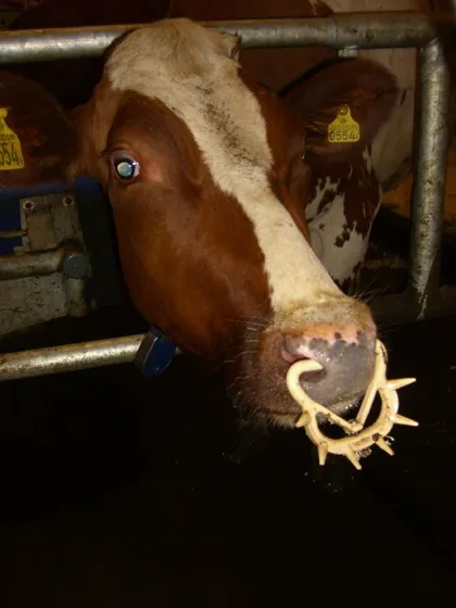 Punk Rock Cow