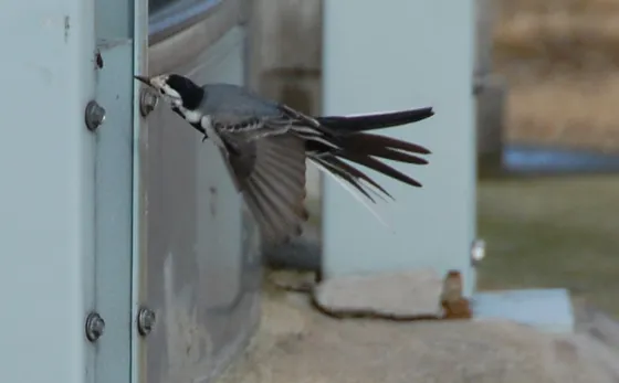 Precision Flying