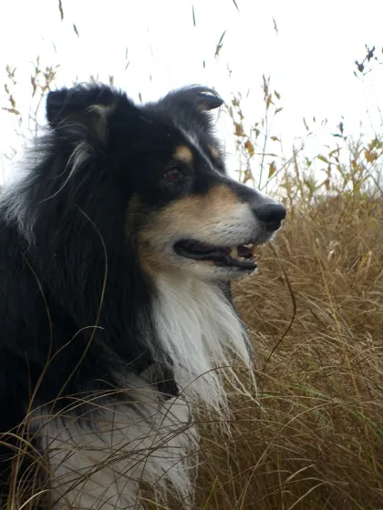 Sam