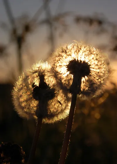 Glow