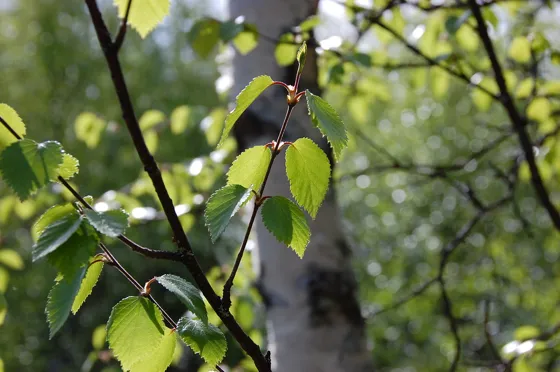New Life