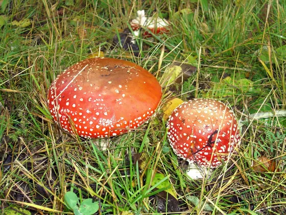Shrooms