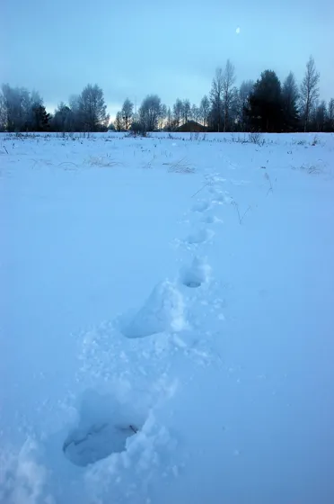 Foot Prints