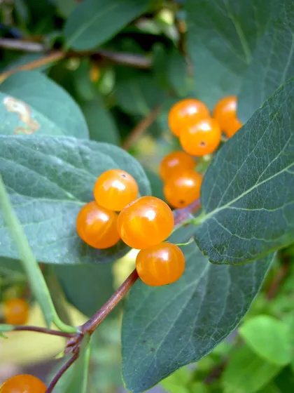 Berries
