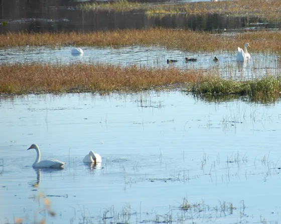 Swans