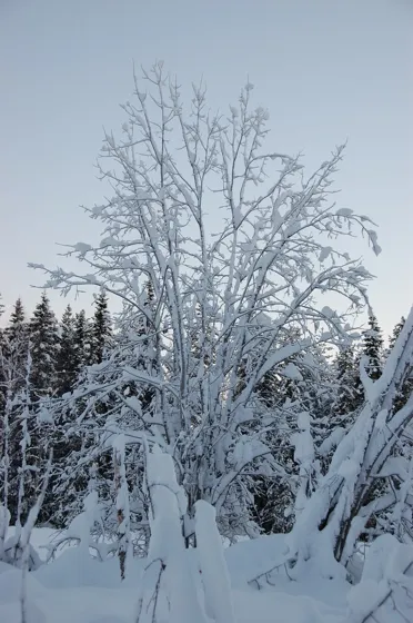 Cold