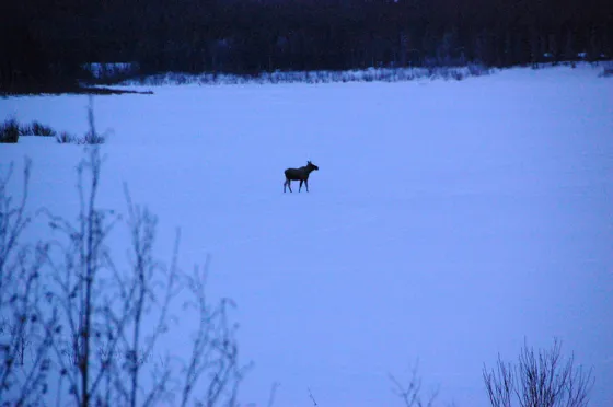 A Fourth Moose Joins the Party