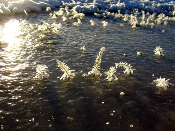 Ice Trees