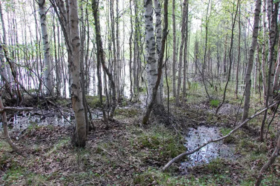 Flooded