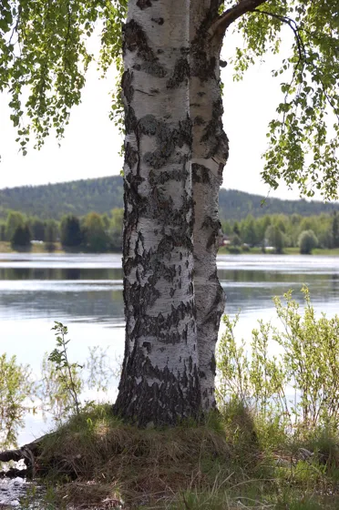 Two Trees and a River