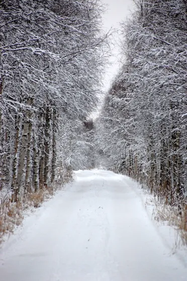 Snow Road