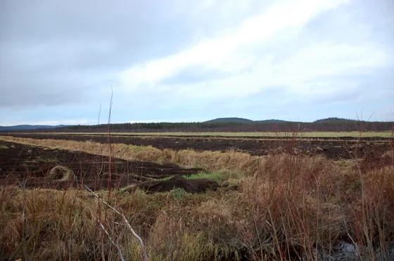 Out in the Distance