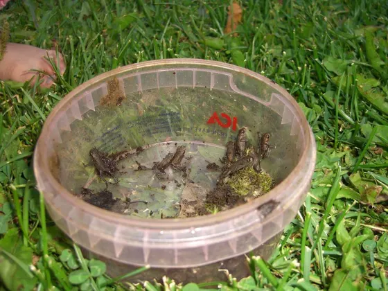 Play Frogs