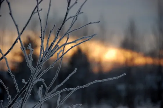 Frosty Sunset