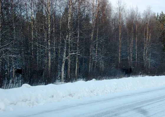 Three Moose
