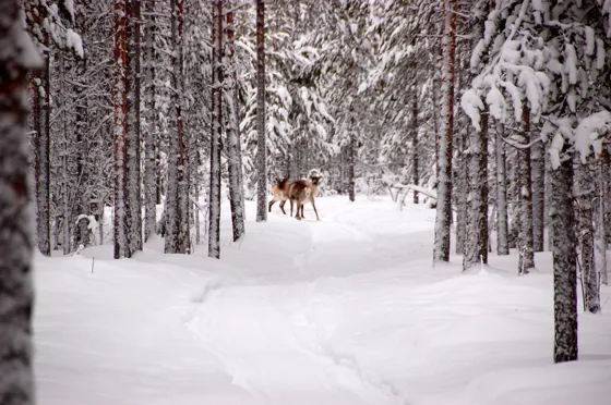 Nervouse Reindeer
