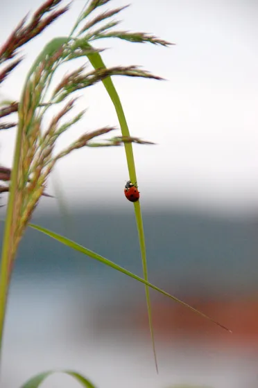 Lady Bug