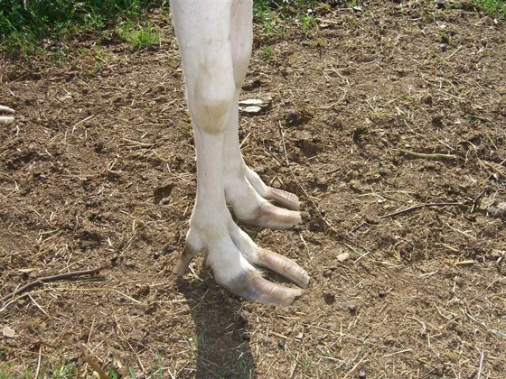 2006 885