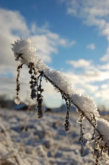 Snowflake Gathering