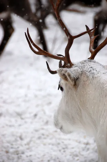 White Reindeer
