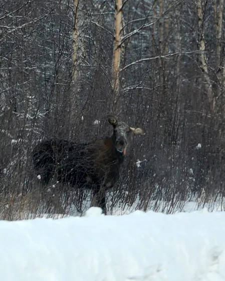 Moose