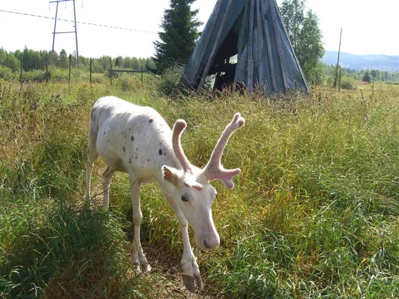 White Reindeer