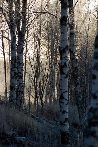 Trees
