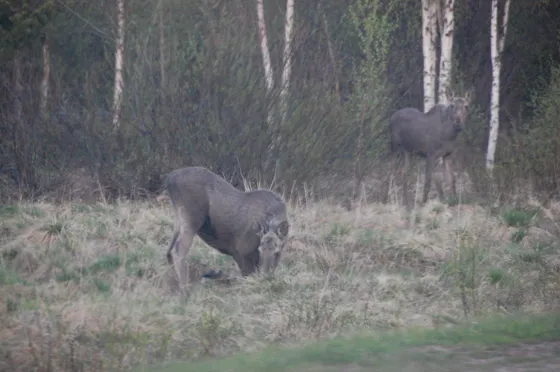 Young Moose