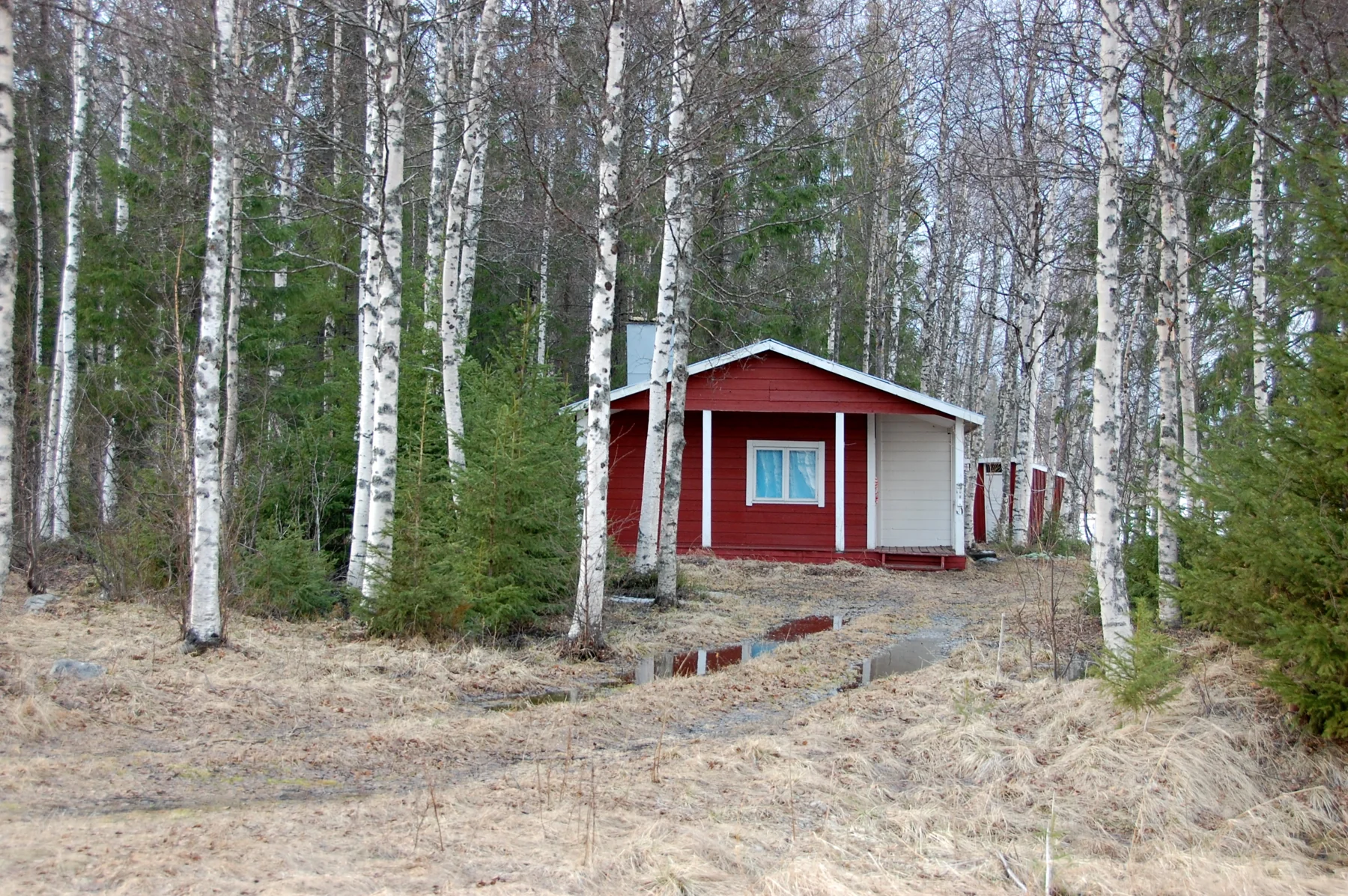 A red cottage tucked among birch trees