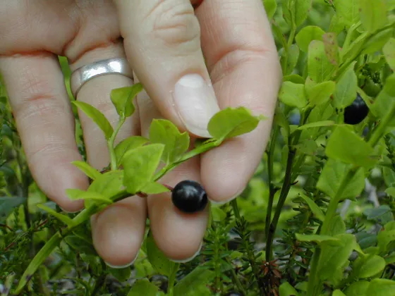Blueberry