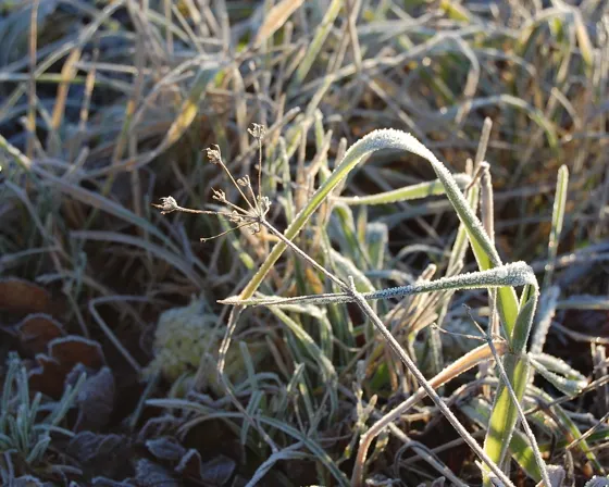 Frosty