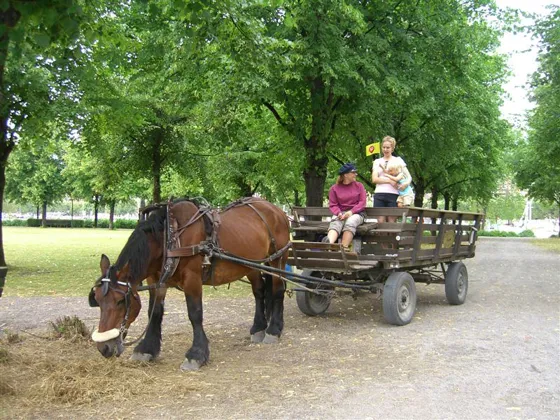 Djurgarden by Horse