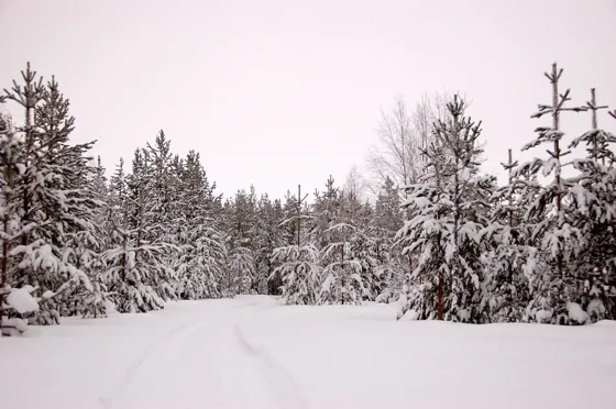 The Path