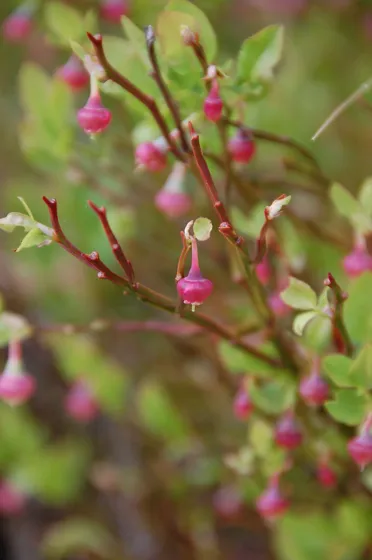 Young Berries