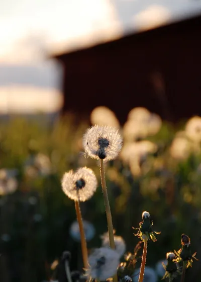 Weeds are cool too