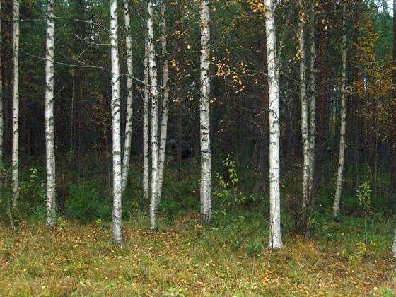 Moose in the Trees