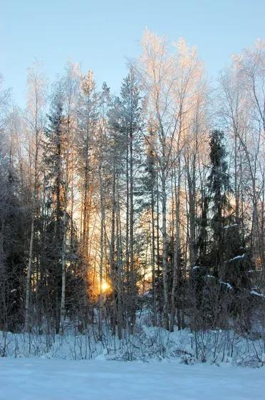Winter Morning