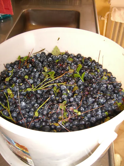 Blueberries