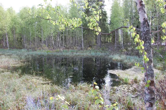 Pond