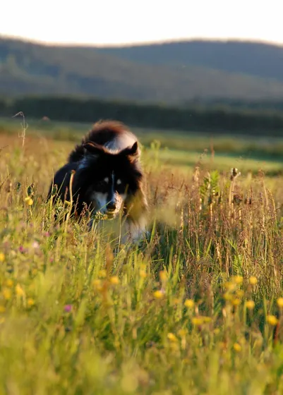 Running Free