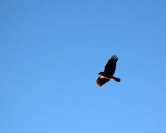 Wings